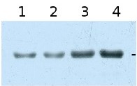 MnSOD | Manganese superoxide dismutase in the group Antibodies Plant/Algal / Environmental Stress / Heavy metal stress at Agrisera AB (Antibodies for research) (AS09 524)